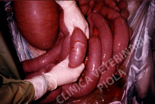 Ischemia del digiuno